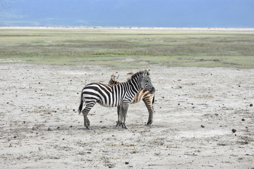 Fototapeta na wymiar Zebra Formation