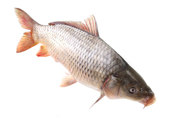 Carp fish on a white background