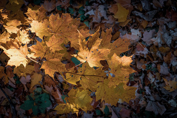autumn leaves background