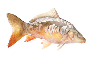 Carp fish on a white background