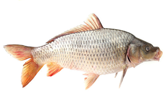 Carp fish on a white background