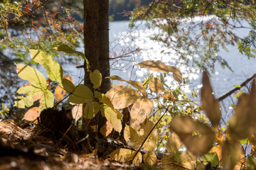 Sunny day at the lake in the Algonquin provincial Park. Ontario. Canada