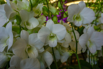White miltonopsis orchids in the garden