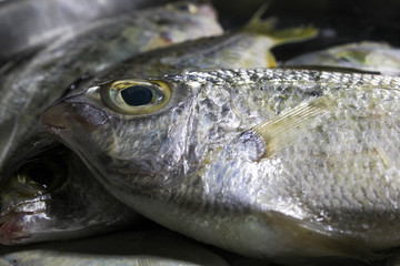 This is a picture of an eatable fishes.