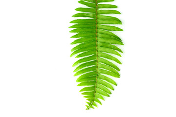 Green leaves isolated on white background.  fern leaves can used for Graphic resources.