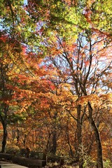 日塩モミジラインの紅葉