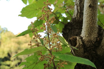 Fototapeta premium キリの花芽