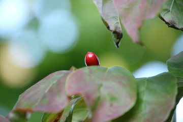 ハナミズキの実