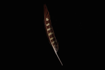 Isolated feather in black background