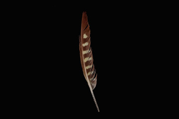 Isolated feather in black background