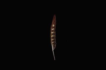 Isolated feather in black background