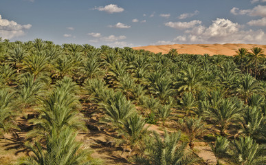Scenic landscape of Wahiba Sands desert in Oman