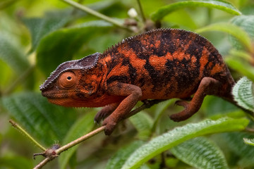 Amazing colorful Panther chameleon. Madagascar. Africa