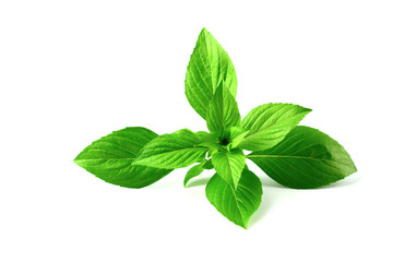 Green leaves isolated on white background.  basil leaves can used for herb content.