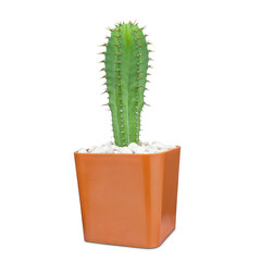 Cactus isolated on white background, Lovely green cactus in brown pot, closeup cacti for decoration.
