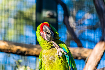 Amazone à ailes oranges. © Bernard GIRARDIN