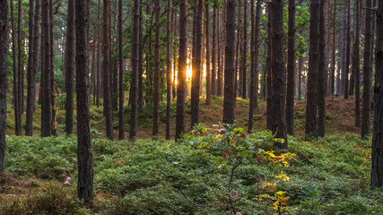 Fototapeta premium Stems of a coniferous forest on a sunny morning