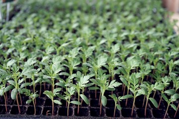 Growing vegetable and flower seedling in seedling tray, agriculture concept - 305153831