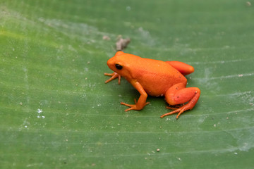Frog Golden Mantella. Endemic. Madagascar. Africa