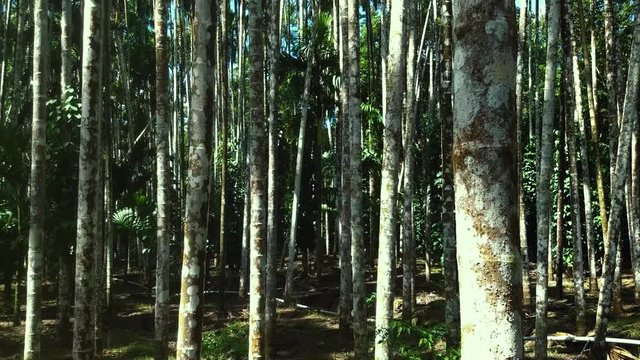 Beautiful scene of Areca nut plantation. India. Pan tilt until upward view