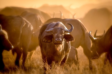 Wonderful portrait of Kenya buffalo. Tsavo West National Park. Kenya