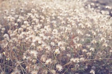 Naklejka premium Dry brown grass flower field, weed plant closeup