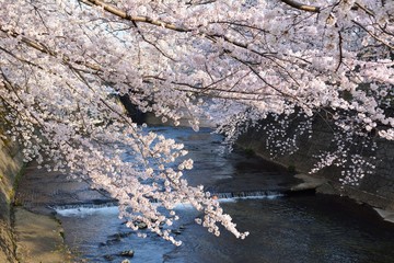 早朝の桜-恩田川の桜並木