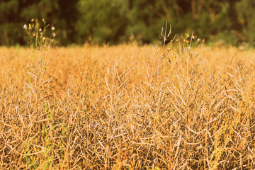 Fototapeta premium Dry grass close-up on a sunlit meadow on a summer day. Retro style toned