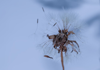 art photo of dandelion seeds close up on natural blurred background