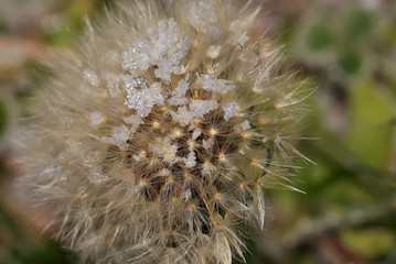 art photo of dandelion seeds close up on natural blurred background