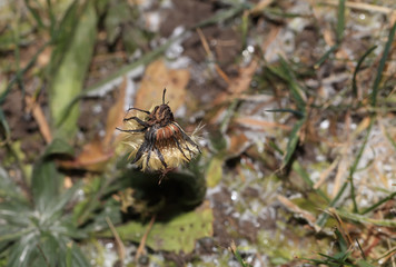 art photo of dandelion seeds close up on natural blurred background