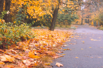 Fallen leaves on road in autumn park