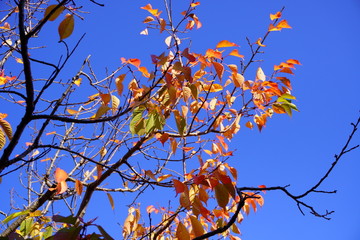 11月の遅い紅葉６