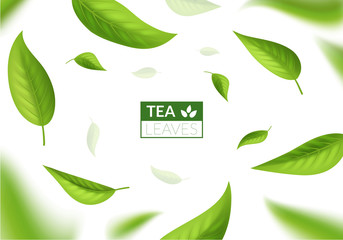 Realistic 3d Detailed Green Tea Leaves Concept Banner Card Background. Vector