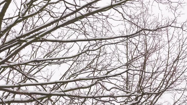 Slow motion snow on tree in winter park. Snowfall on branch. Close-up shot filmed in 4k UHD