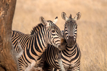 Fototapeta na wymiar Portrait with two zebras. Tsavo west national park. Kenya. Africa
