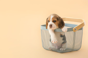 Cute beagle puppy in basket on color background