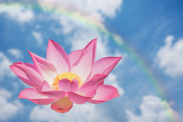 lotus flower in the sky
