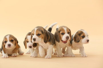 Cute beagle puppies on color background