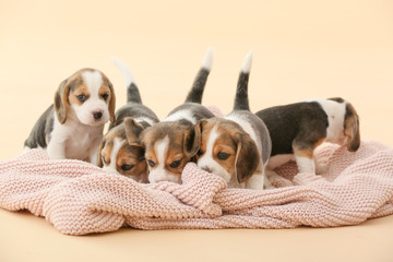 Cute beagle puppies on color background