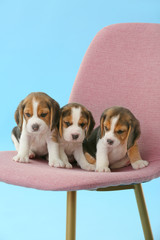 Cute beagle puppies on chair against color background