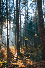 Obraz premium Landscape of deciduous forest on a foggy autumn morning.