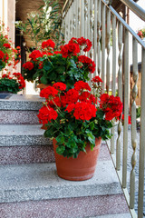 Fototapeta na wymiar Flowerpots with red geranium (pelargonium) flowers standing on stone stairs.