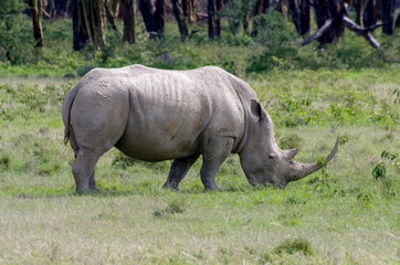 Obraz premium White rhino. Lake Nakuru. Kenya. Africa