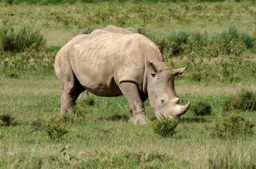 Obraz premium White rhino. Lake Nakuru. Kenya. Africa