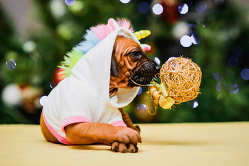 Cute puppy wearing unicorn costume, christmas tree and gifts