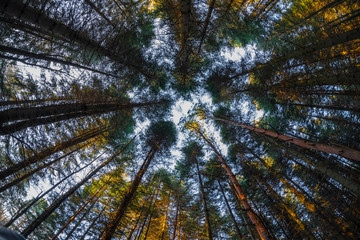 Fototapeta premium Only sky above