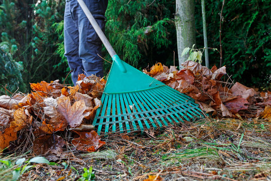 Spring cleaning in the garden. Raking dry leaves.
