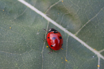 Macro of ladybug on a blade of grass