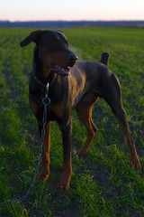 Doberman dog stands in a green field of winter wheat in late autumn, early morning in the frost against the backdrop of the rising sun.